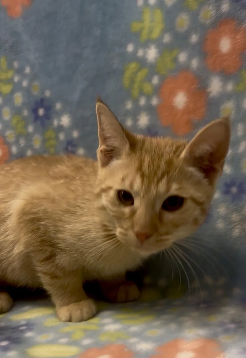 A baby medium-sized female Tabby (Orange / Red) Domestic Short Hair cat named Feta for adoption in Payson, AZ