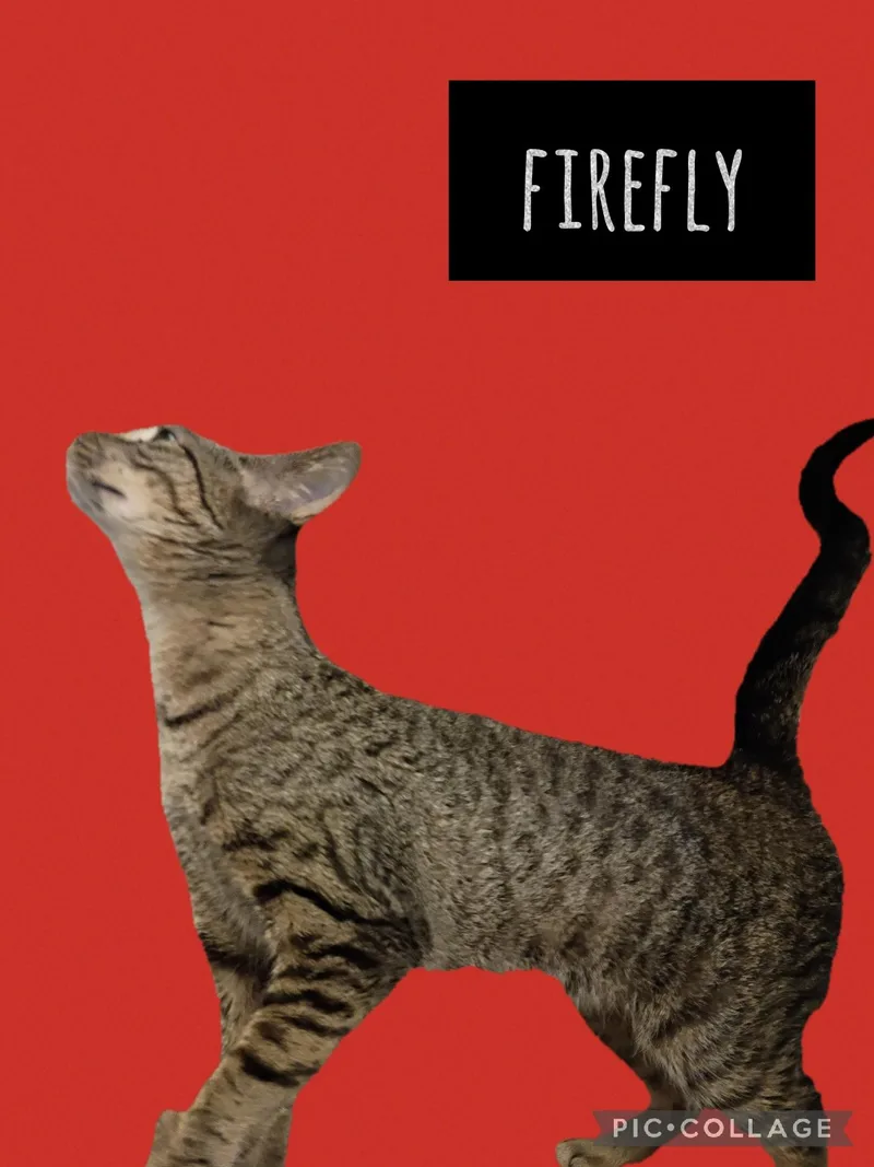 A young medium-sized female Tabby cat named Firefly for adoption in Muncie, IN