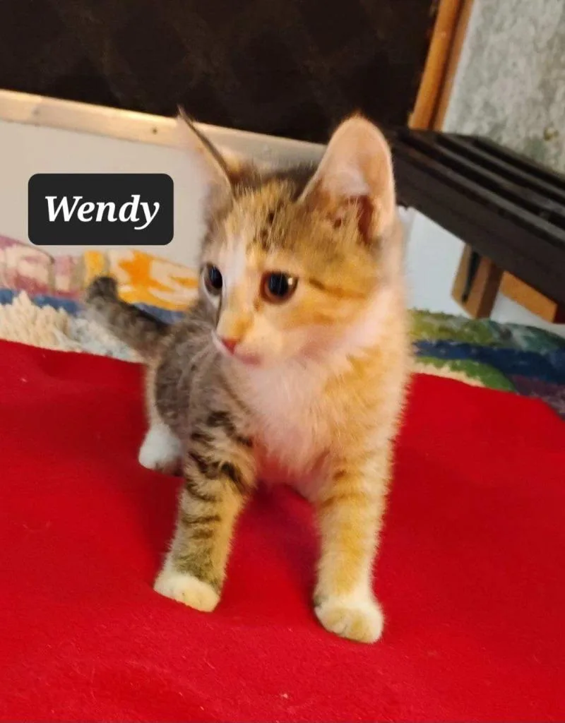A baby small-sized female Domestic Short Hair cat named Wendy for adoption in Buffalo, MO