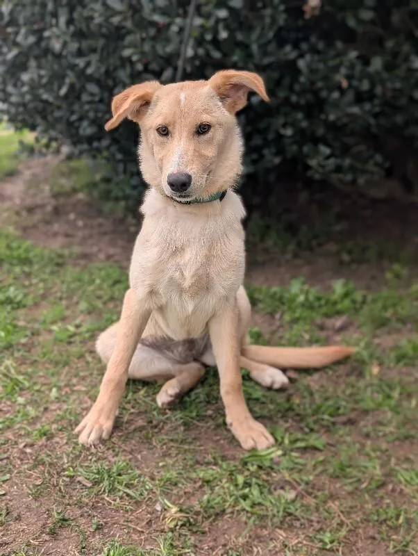 Biscuits thumbnail 2