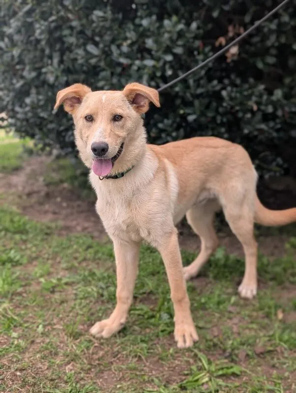 Biscuits thumbnail 3