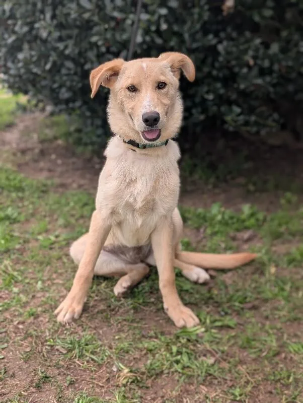 Biscuits thumbnail 4