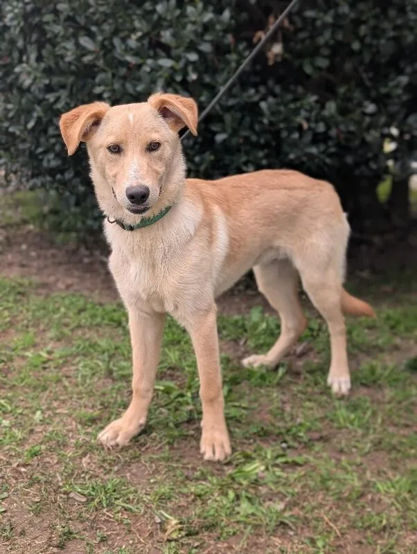 Biscuits thumbnail 5