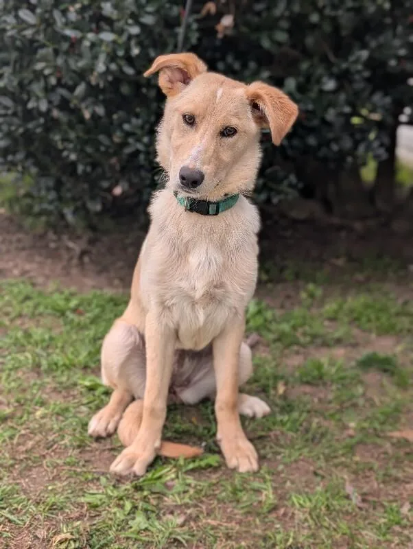 Biscuits thumbnail 6