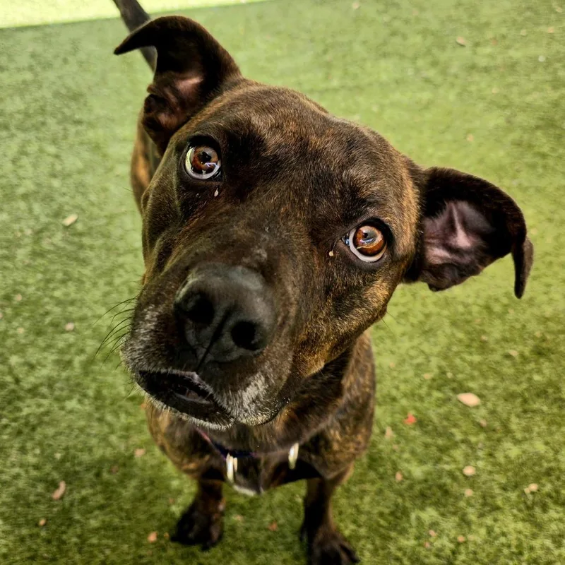 An adult large-sized male Brindle Mixed Breed dog named Lucian for adoption in Titusville, FL