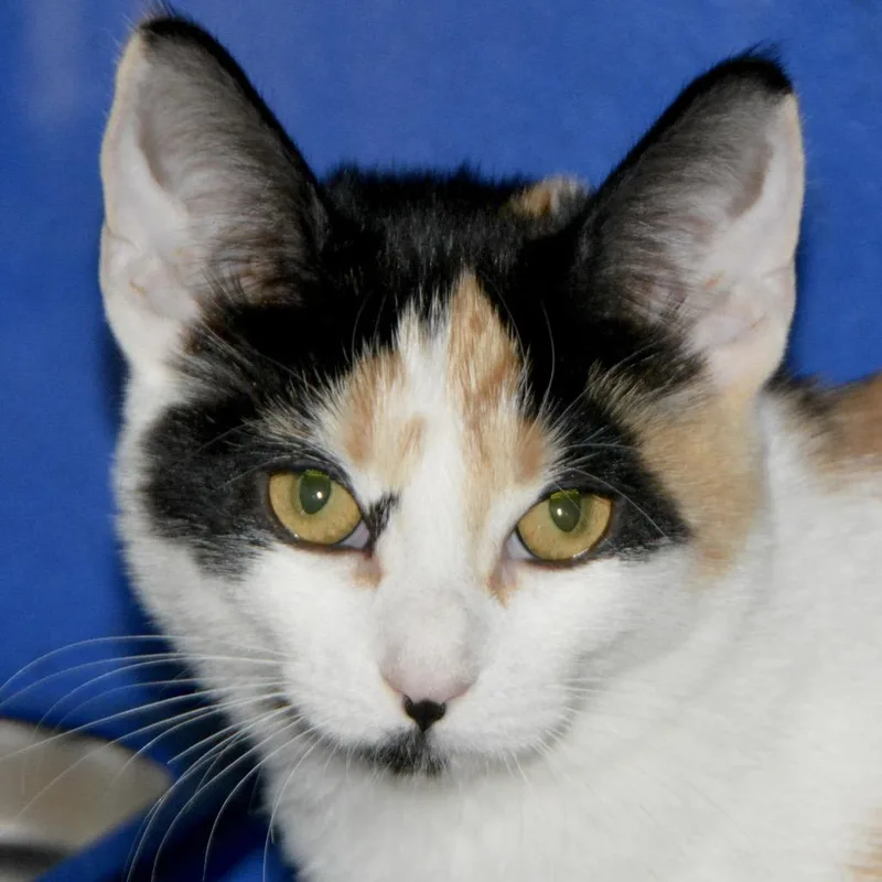 A baby small-sized female Calico Domestic Short Hair cat named Peony for adoption in Los Angeles, CA