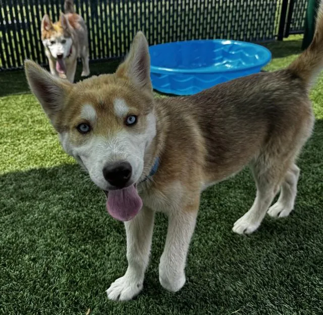 A baby small-sized female Siberian Husky dog named Pippin for adoption in Statesville, NC