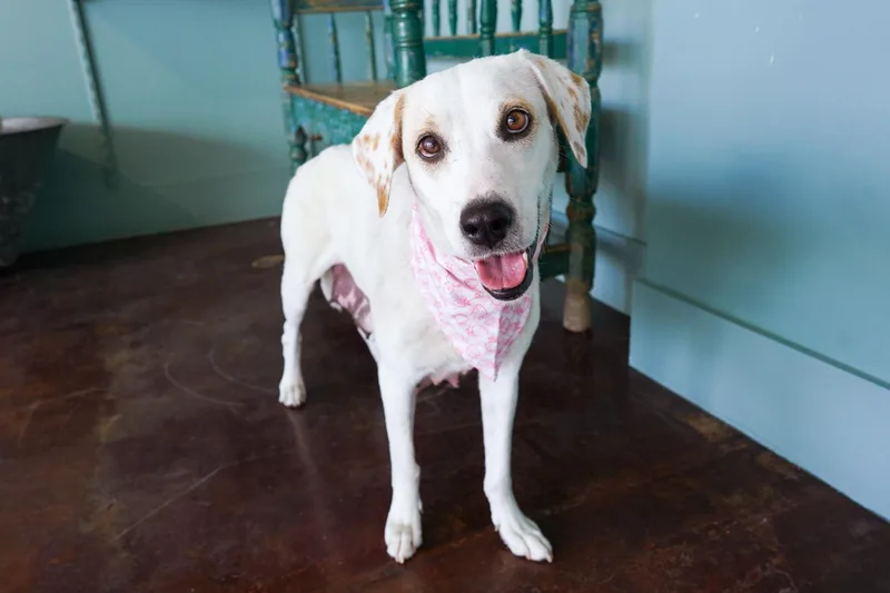 An adult medium-sized female White / Cream Labrador Retriever dog named Jean Jacket for adoption in San Antonio, TX