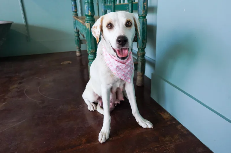 Jean Jacket thumbnail 2