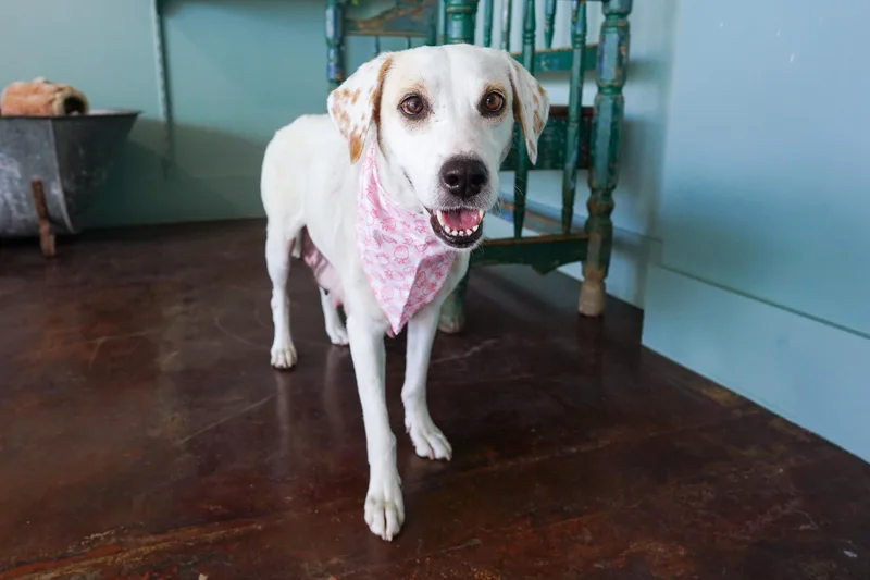 Jean Jacket thumbnail 3