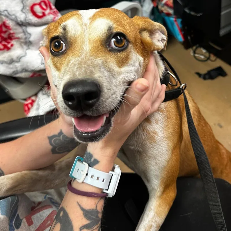 An adult medium-sized female Brown / Chocolate Mixed Breed dog named Dixie for adoption in Gadsden, AL