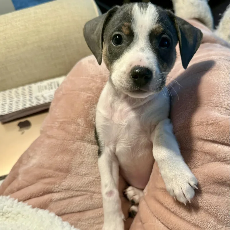 A baby medium-sized female White / Cream Retriever dog named Babe for adoption in Waxhaw, NC