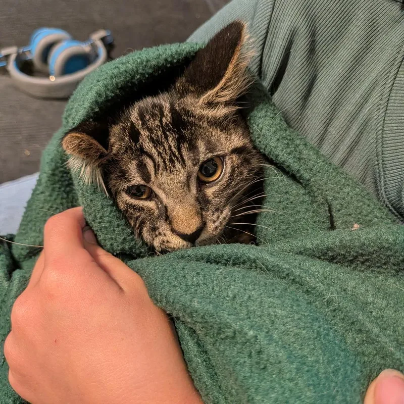 A baby small-sized male Brown / Chocolate American Shorthair cat named Bud for adoption in Irwin, PA