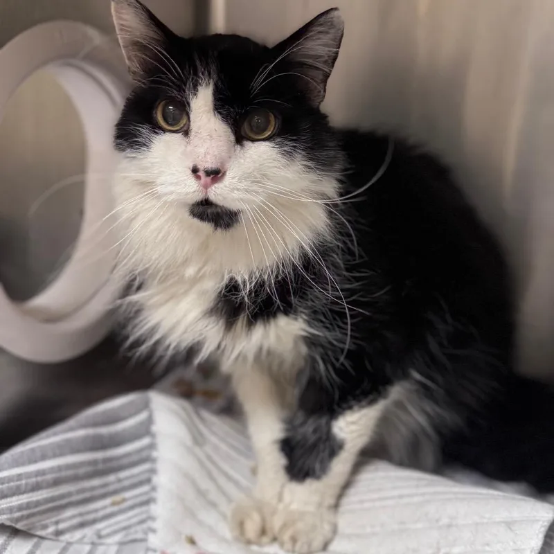 A senior medium-sized male White Domestic Medium Hair cat named Fiddles for adoption in Winston-Salem, NC