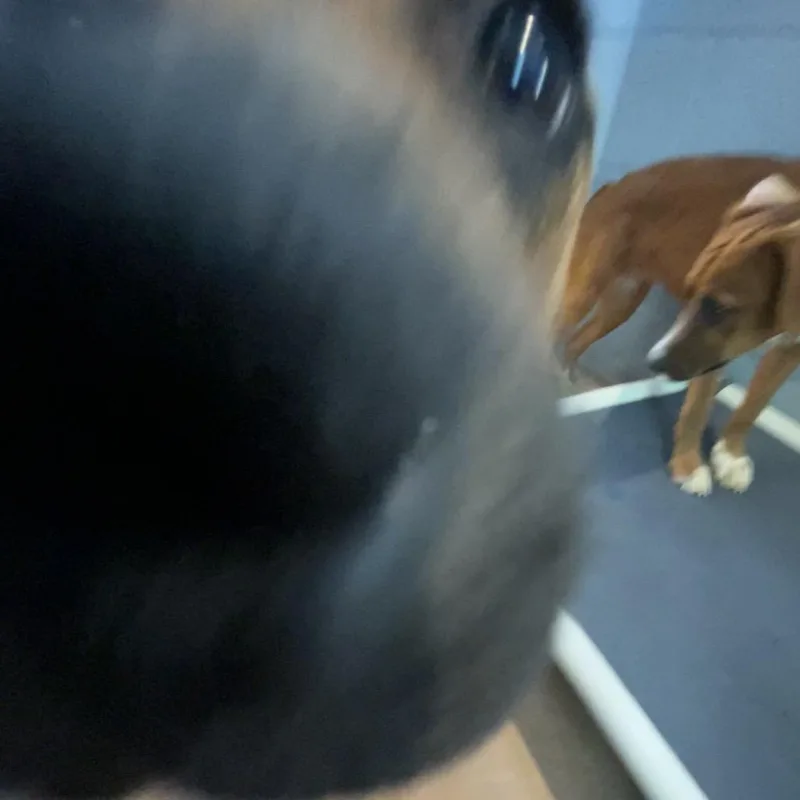 Honey thumbnail 3