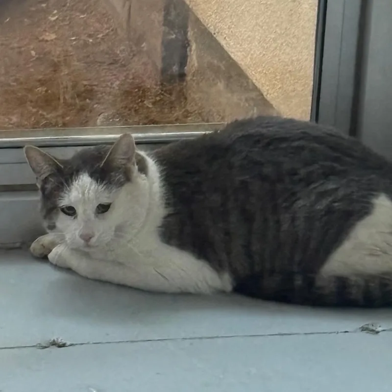A young large-sized female Gray / Blue / Silver American Shorthair cat named Amelia for adoption in Yuma, AZ