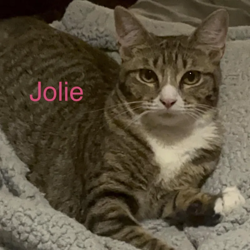 Jolie thumbnail 2