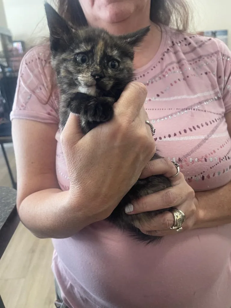 A baby small-sized female Domestic Short Hair cat named Hershee for adoption in Thousand Oaks, CA