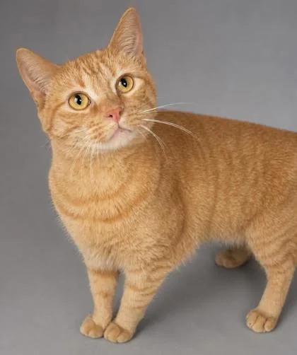 An adult large-sized female Domestic Short Hair cat named Cheddar for adoption in Bowling Green, KY
