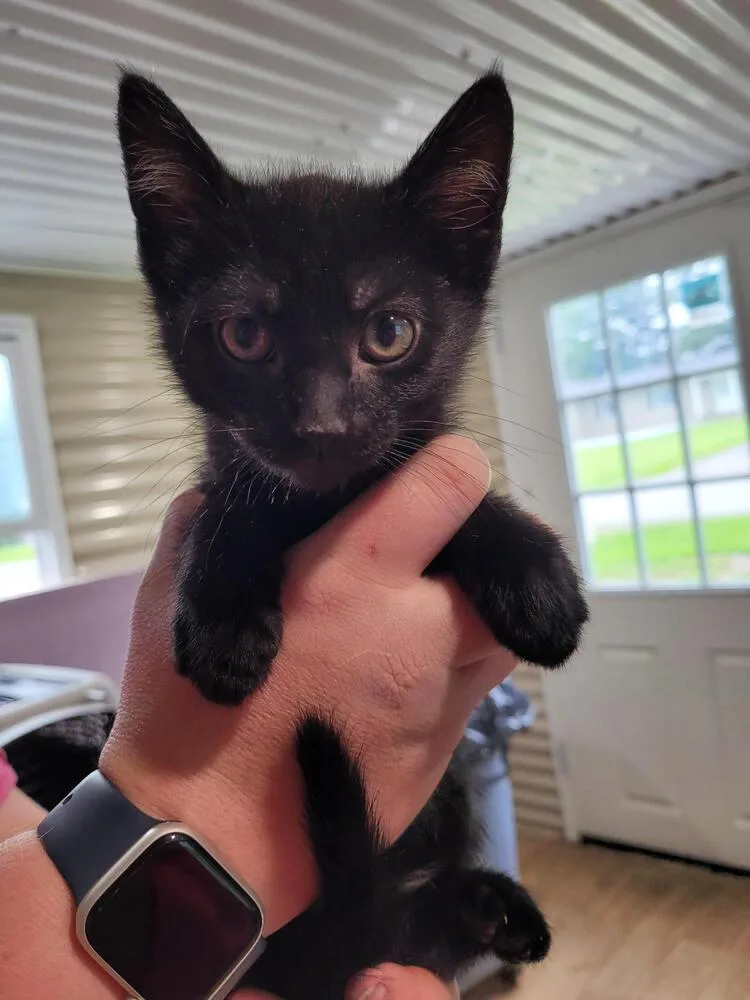 A baby small-sized female Black Domestic Short Hair cat named Sipsey for adoption in Linton, IN