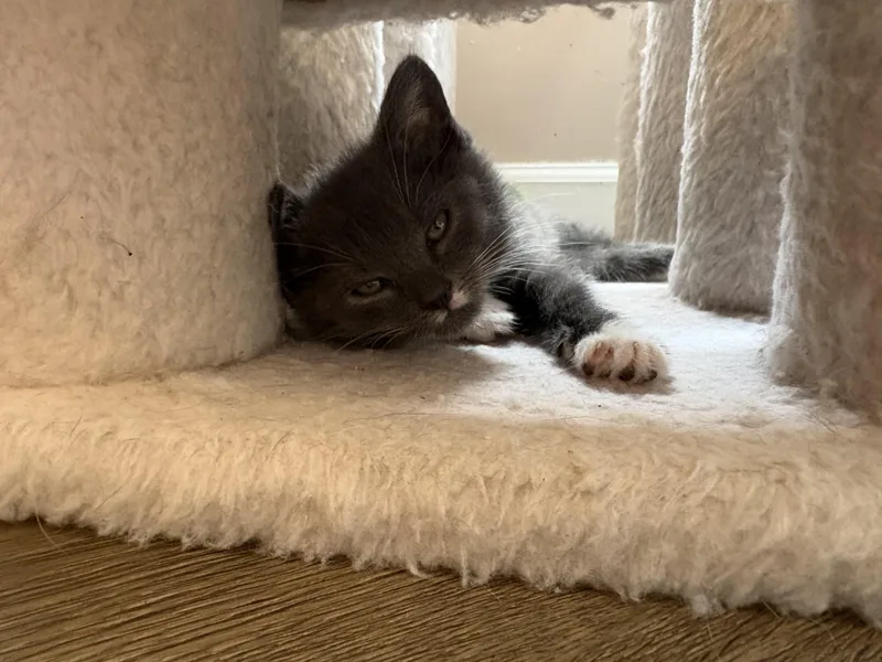 A baby medium-sized female Gray & White Domestic Short Hair cat named Hope for adoption in Charlotte, NC