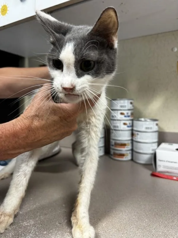 An adult medium-sized female Domestic Short Hair cat named Prudence for adoption in Salisbury, MD
