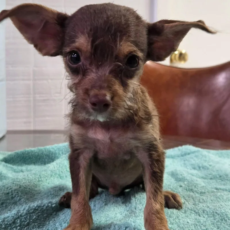 A young small-sized male Bicolor Chihuahua dog named Doc for adoption in Tylertown, MS