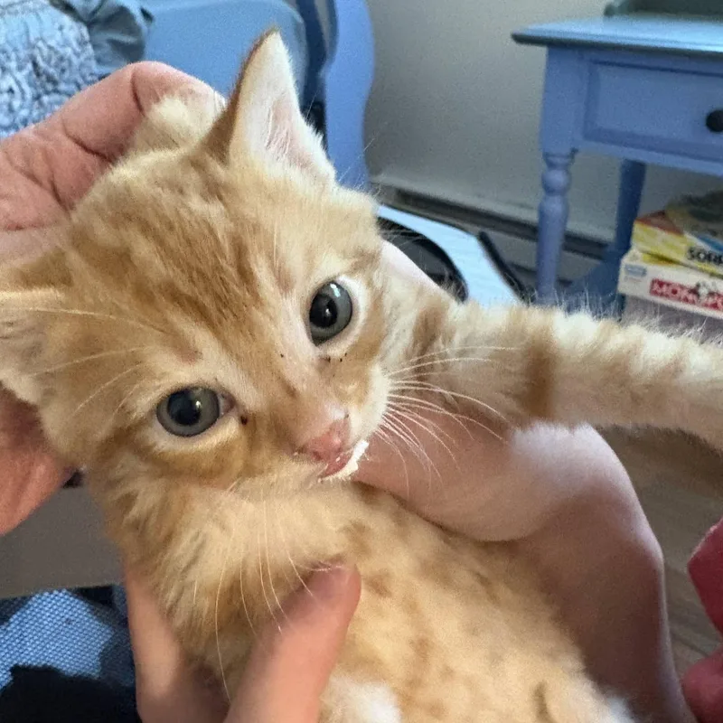 A baby medium-sized male Tabby (Orange / Red) Tabby cat named Fez  Ctc for adoption in Burlington, WA