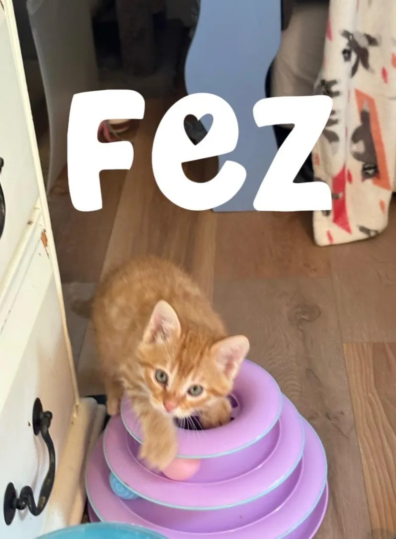 Fez  Ctc thumbnail 3