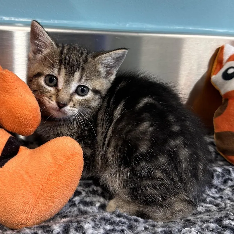 A baby small-sized female Brown / Chocolate Domestic Short Hair cat named Tiger for adoption in Mount Vernon, IN