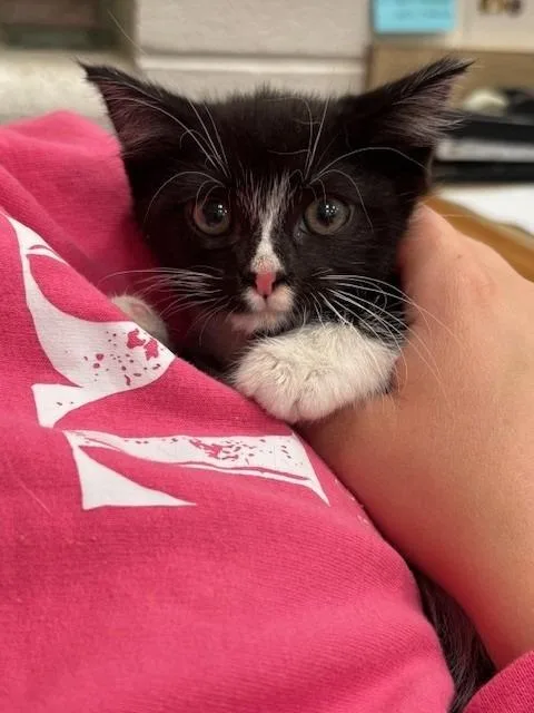 A baby small-sized female Domestic Medium Hair cat named Rosebud for adoption in Warrenton, NC