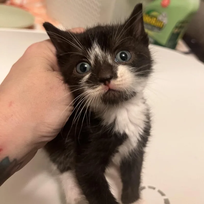 A baby small-sized female Black Domestic Medium Hair cat named Pippin Picklepants for adoption in Fredericksburg, VA