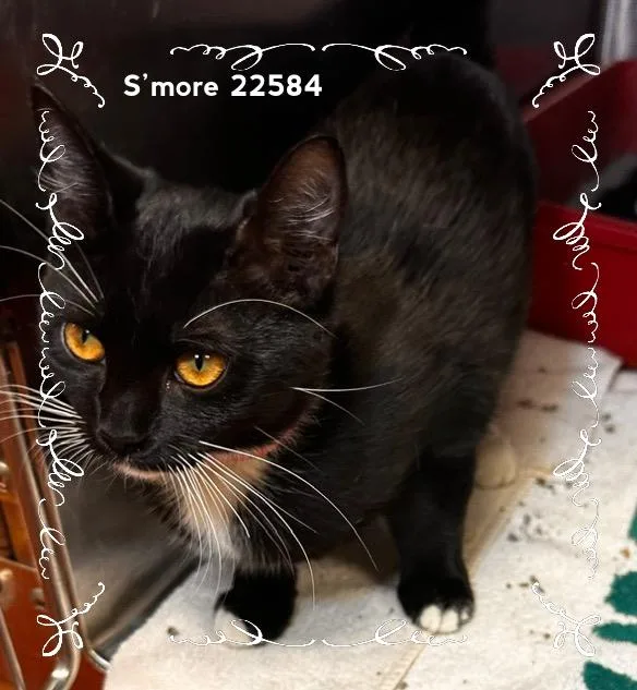 A young medium-sized female Black & White / Tuxedo Domestic Short Hair cat named Smore for adoption in Marietta, GA