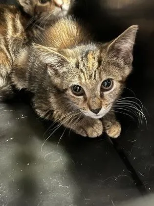 A baby medium-sized female Domestic Short Hair cat named Daffy Duck for adoption in Atlanta, GA