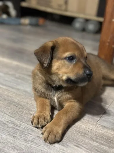 A baby medium-sized male Black Australian Cattle Dog / Blue Heeler dog named Java for adoption in Liverpool, TX