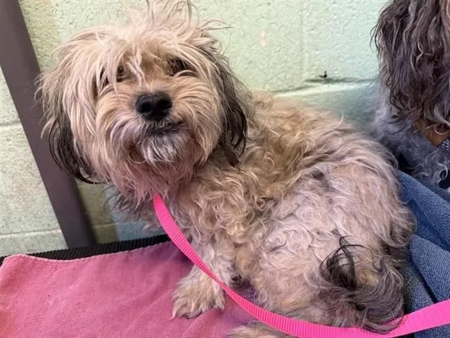 A young small-sized female Maltese dog named A for adoption in Sacramento, CA