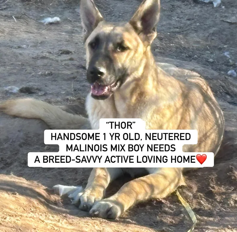 Thor