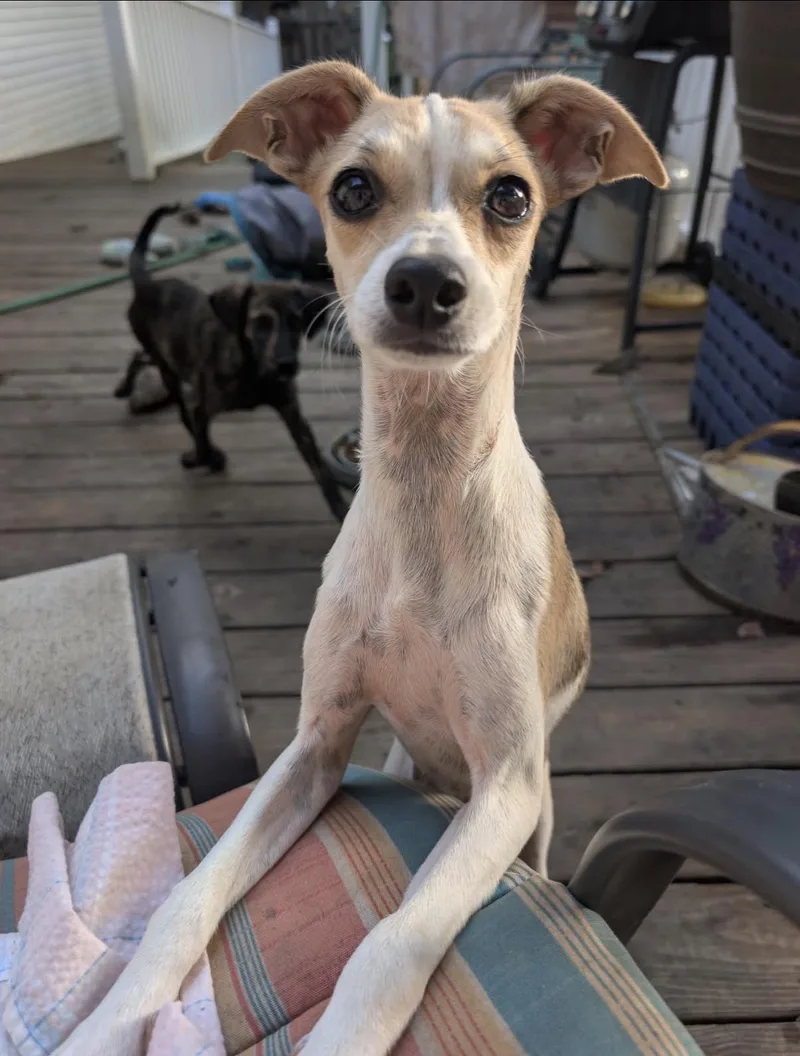 A young small-sized male Chihuahua dog named OScar for adoption in Pembroke, MA