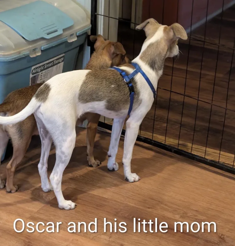OScar thumbnail 5