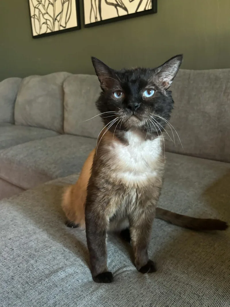 Graham Cracker thumbnail 2