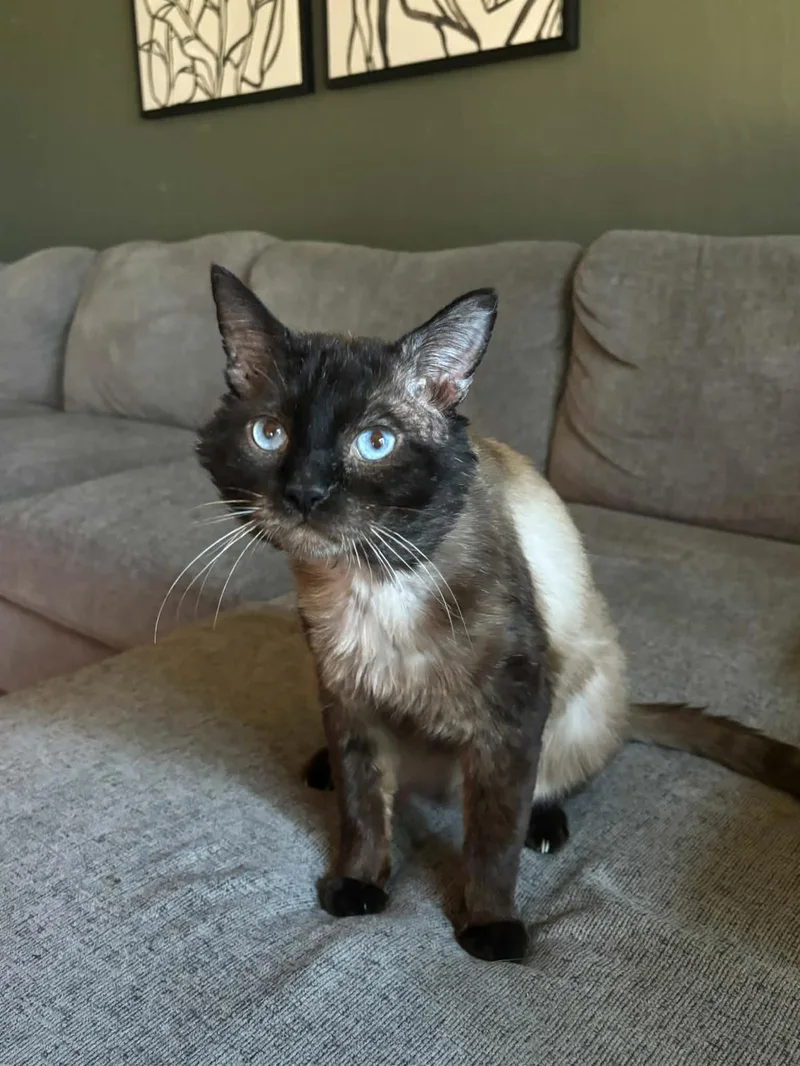 Graham Cracker thumbnail 3