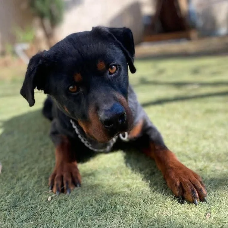 A young large-sized male Rottweiler dog named Safi for adoption in New York, NY