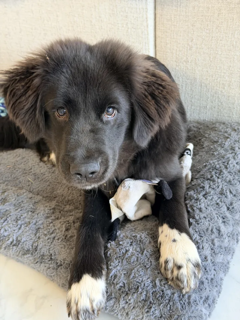 A baby medium-sized male Black Labrador Retriever dog named Chali for adoption in Shrewsbury, MA