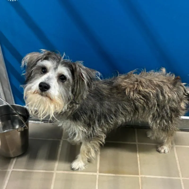 Toffee Alexander thumbnail 2