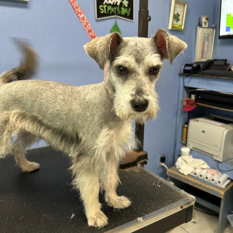 Toffee Alexander thumbnail 3