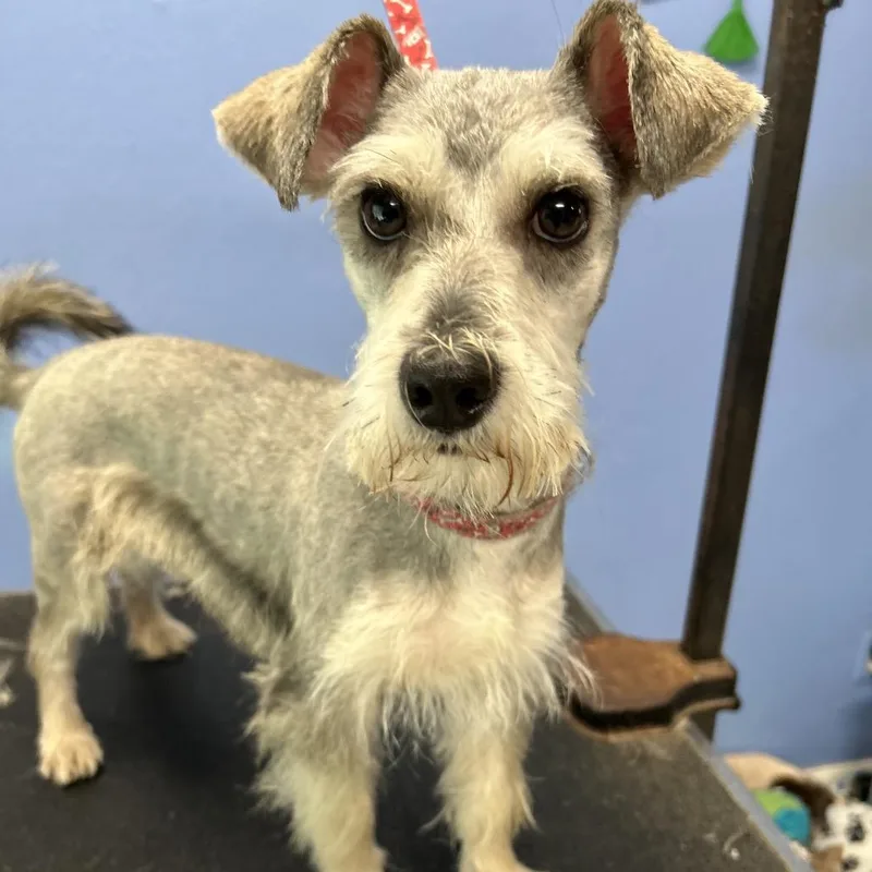 Toffee Alexander thumbnail 4