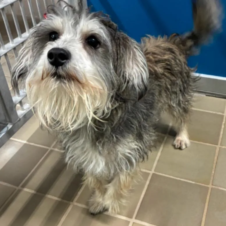 Toffee Alexander thumbnail 5