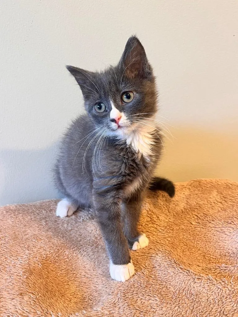 A baby small-sized female Domestic Short Hair cat named Linea for adoption in Newnan, GA