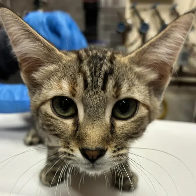 A baby small-sized female Domestic Short Hair cat named Tempeh for adoption in Santa Fe, NM