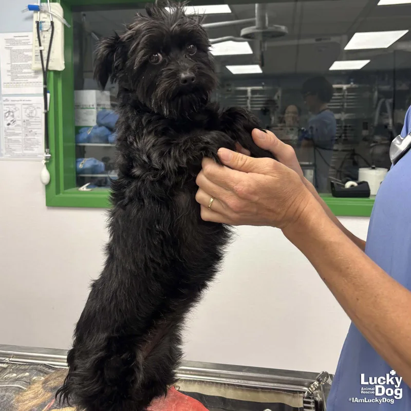 An adult small-sized female Yorkshire Terrier dog named Chet for adoption in Washington, DC